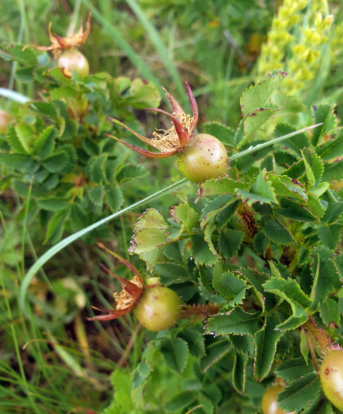 Image of Rosa spinosissima specimen.