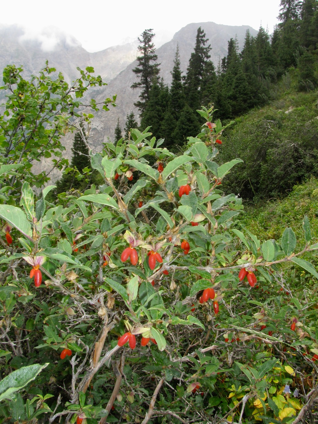 Image of Lonicera hispida specimen.