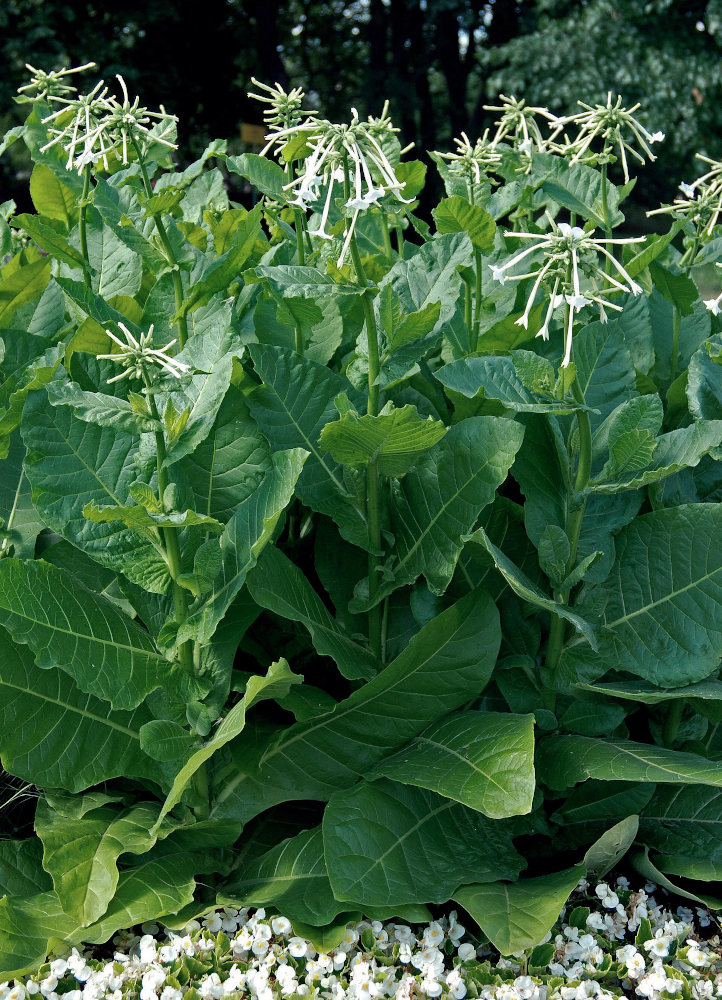 Изображение особи Nicotiana sylvestris.