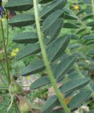 Astragalus polyphyllus