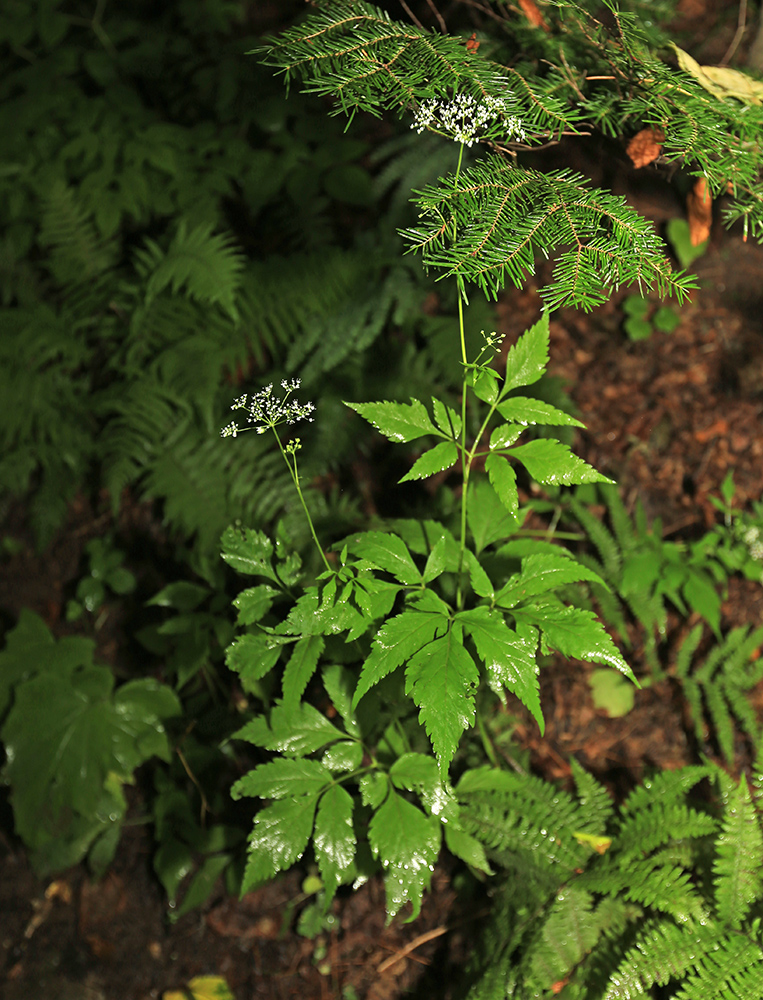 Изображение особи Spuriopimpinella calycina.