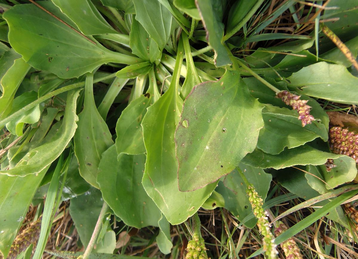 Изображение особи Plantago major.