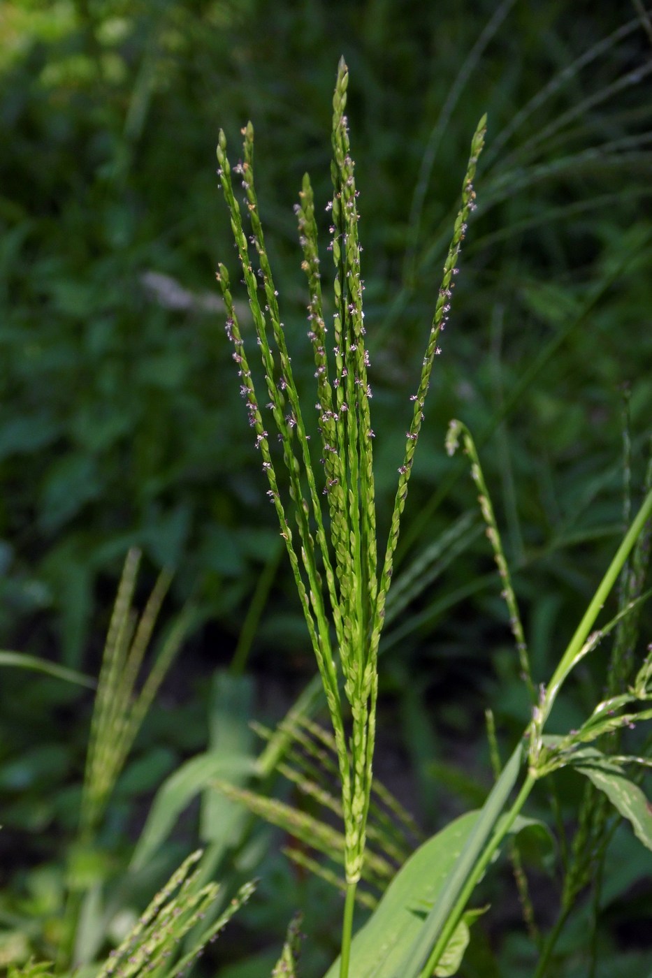 Image of genus Digitaria specimen.