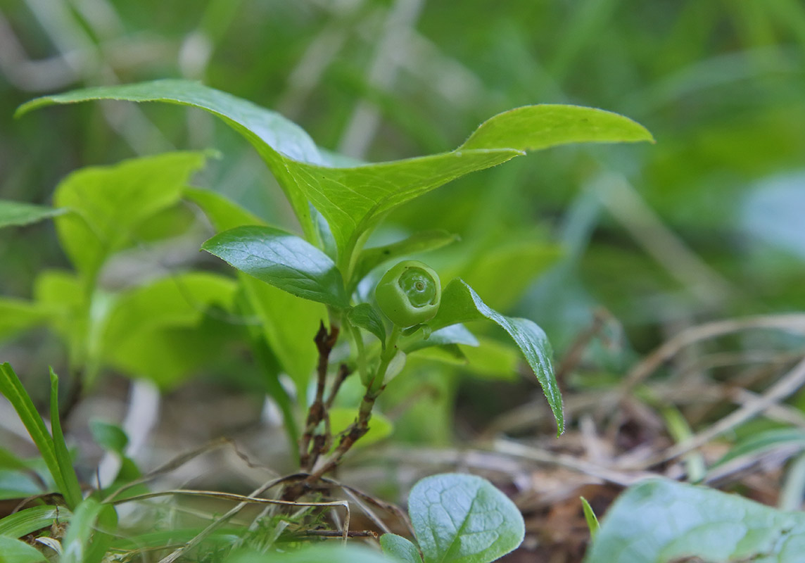 Изображение особи Vaccinium praestans.