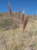 Bothriochloa ischaemum. Верхушки побегов с соцветиями; вторичное цветение. Казахстан, Западный Тянь-Шань, Киргизский хр., ущ. Кара-Арча, ≈ 1030 м н.у.м., степной склон вост. экспозиции. 25 сентября 2020 г.