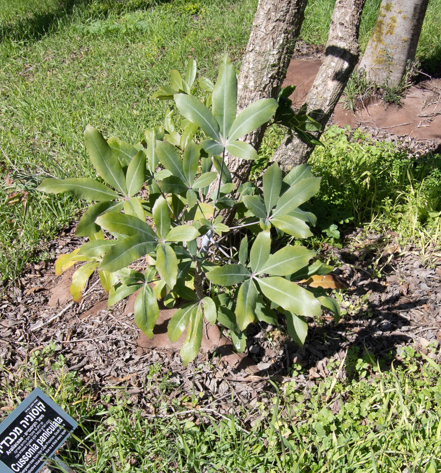 Image of Cussonia paniculata specimen.