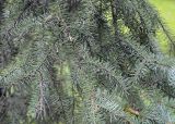 Picea mariana