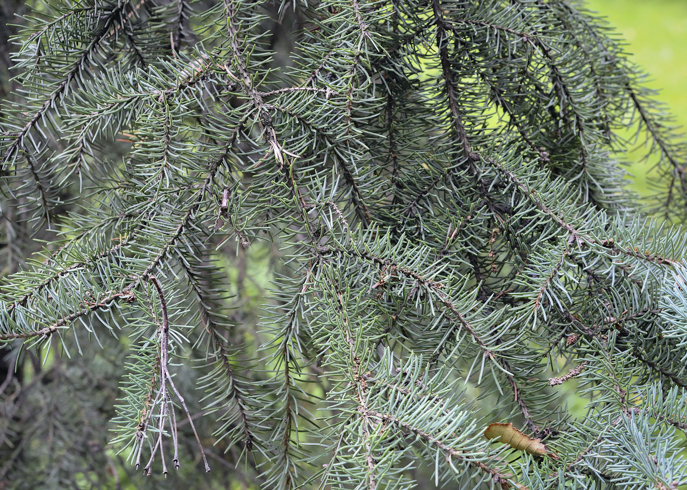 Изображение особи Picea mariana.