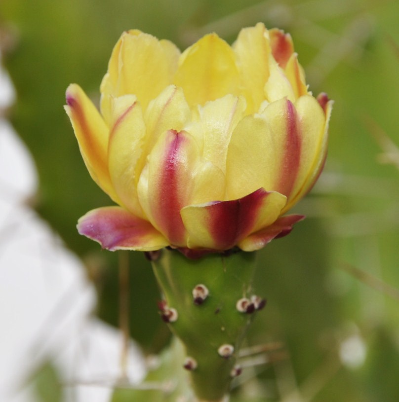 Изображение особи Opuntia monocantha.