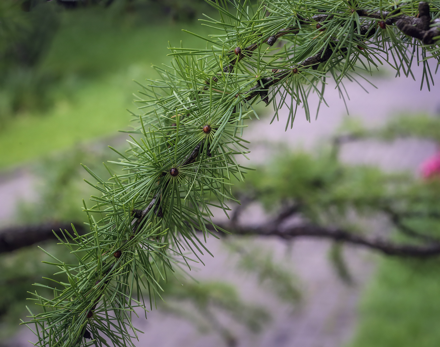 Image of Larix sibirica specimen.