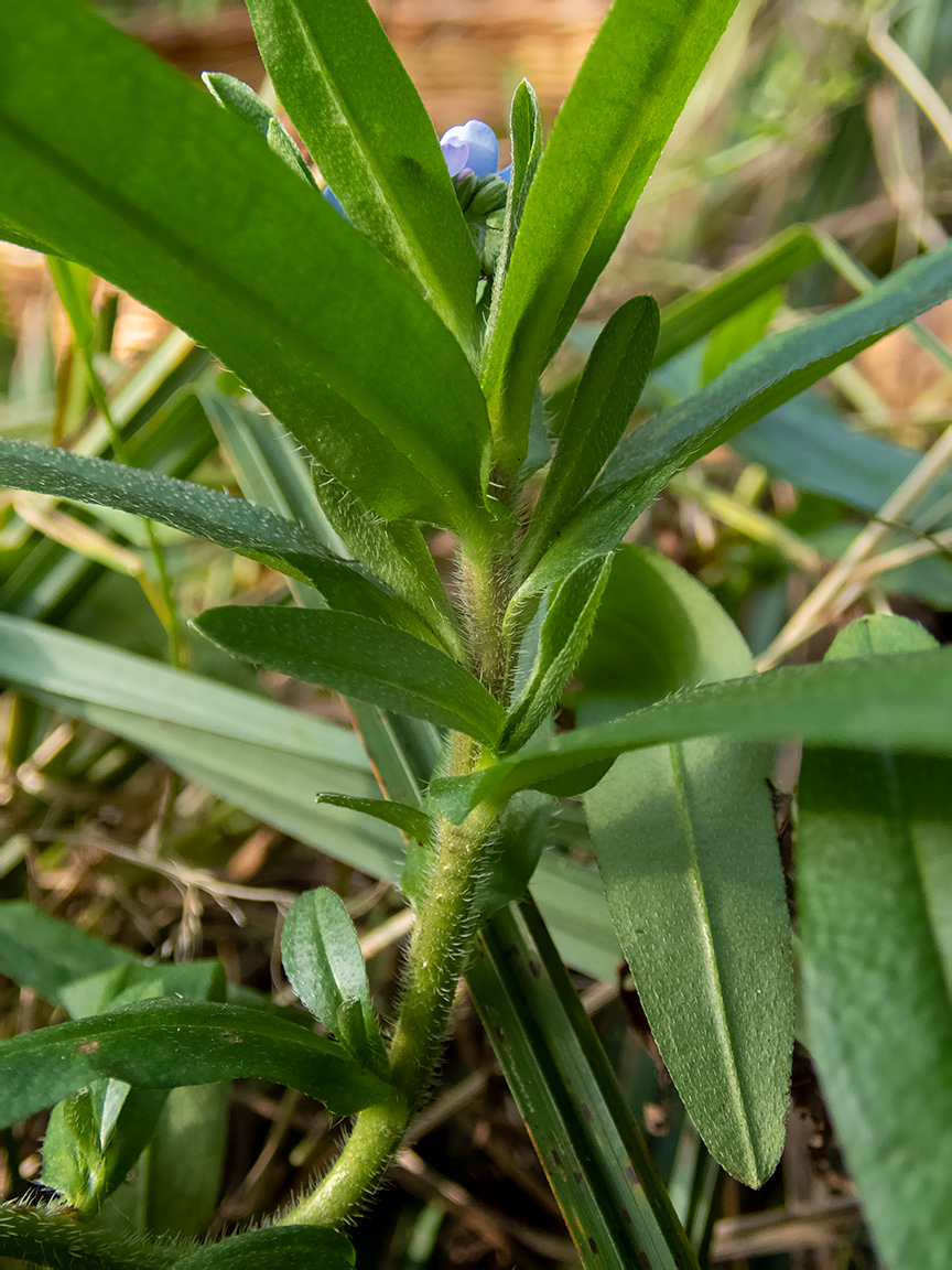 Image of Myosotis palustris specimen.