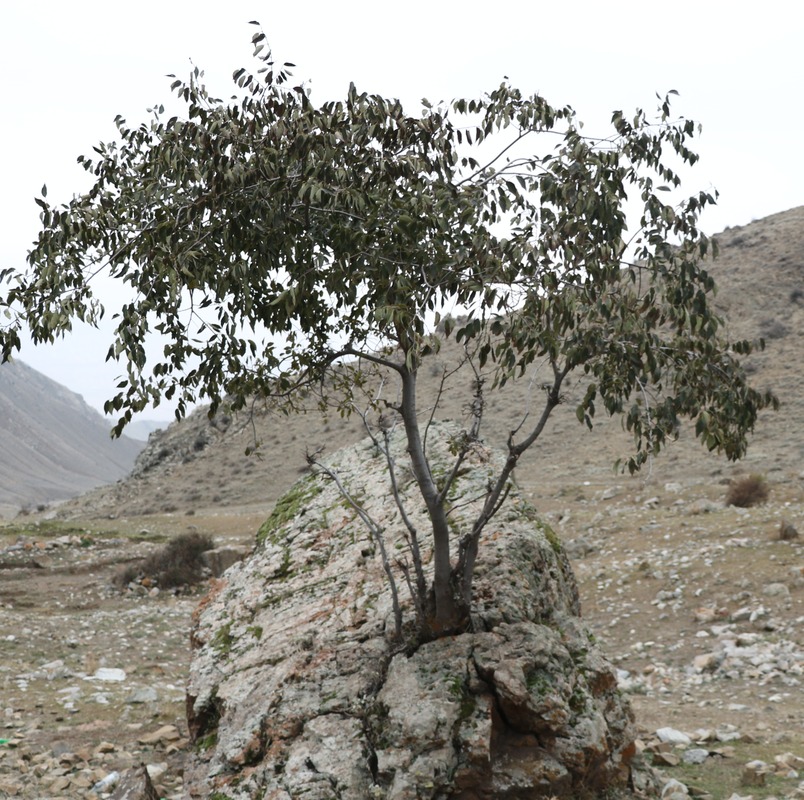 Image of Celtis caucasica specimen.