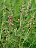 Odontites vulgaris