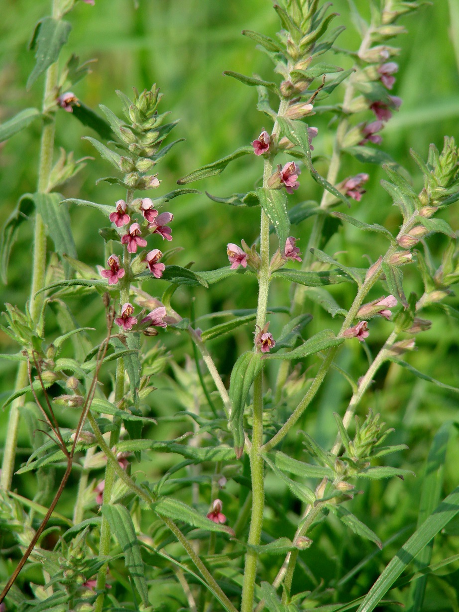 Изображение особи Odontites vulgaris.