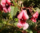 Impatiens glandulifera. Верхушка побега с аномально окрашенными и деформированными цветками. Тверская обл., г. Тверь, Заволжский р-н, ул. Веселова, канава. 12 сентября 2020 г.