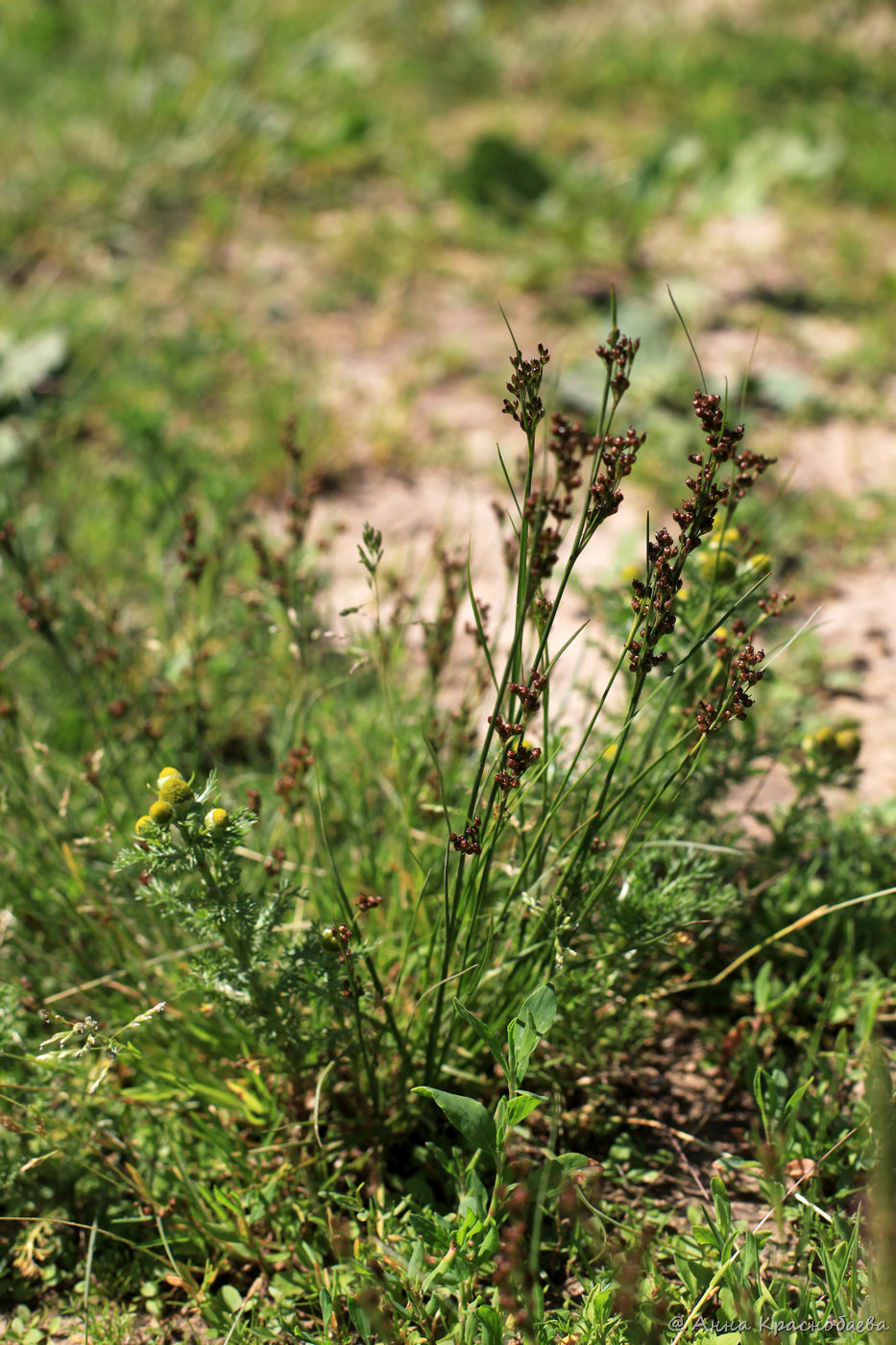 Изображение особи Juncus compressus.