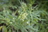 Vincetoxicum sibiricum