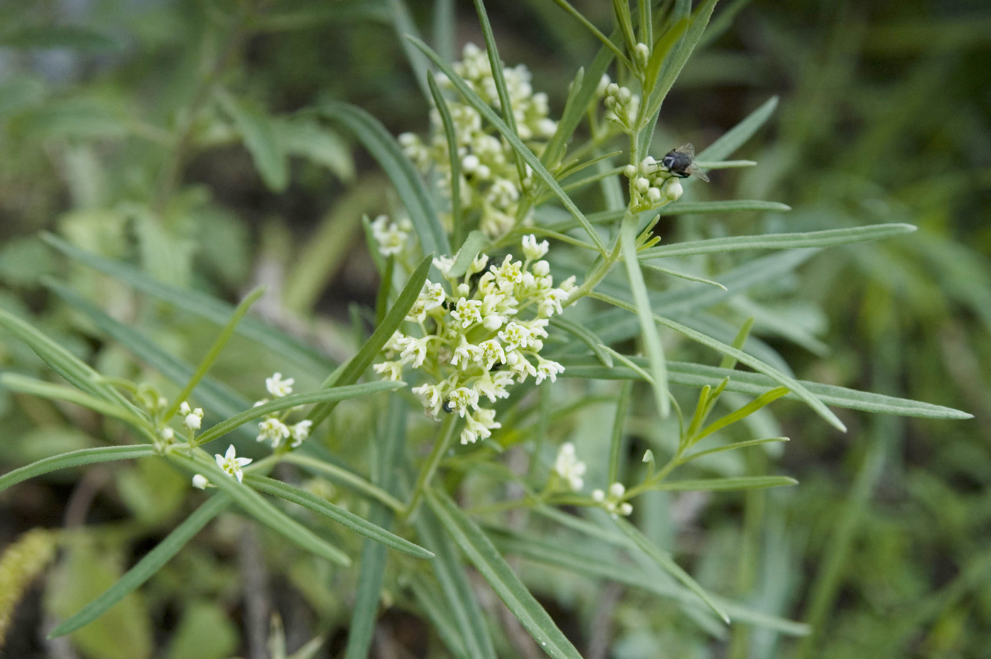 Изображение особи Vincetoxicum sibiricum.