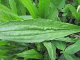 Plantago lanceolata. Часть поражённого листа. Краснодарский край, Кавказский р-н, ст-ца Темижбекская, луговина. 22.04.2021.
