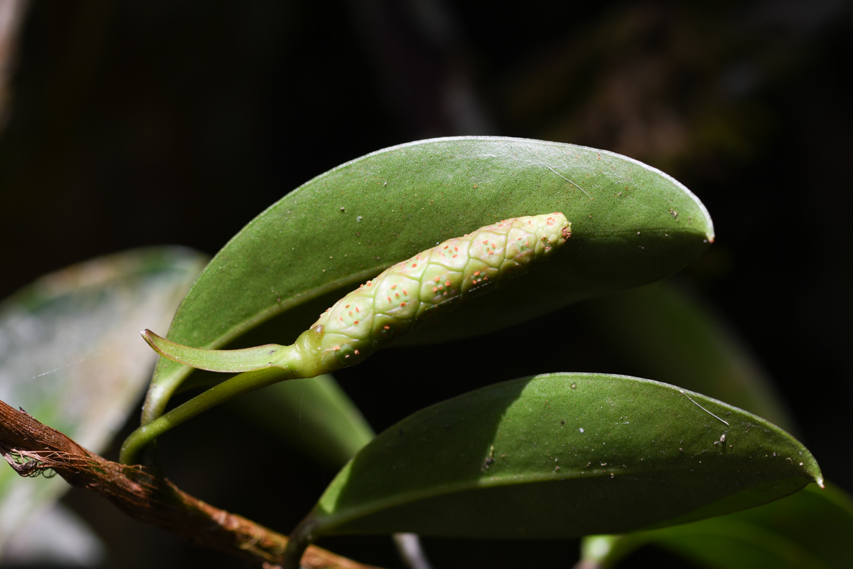 Image of Anthurium scandens specimen.