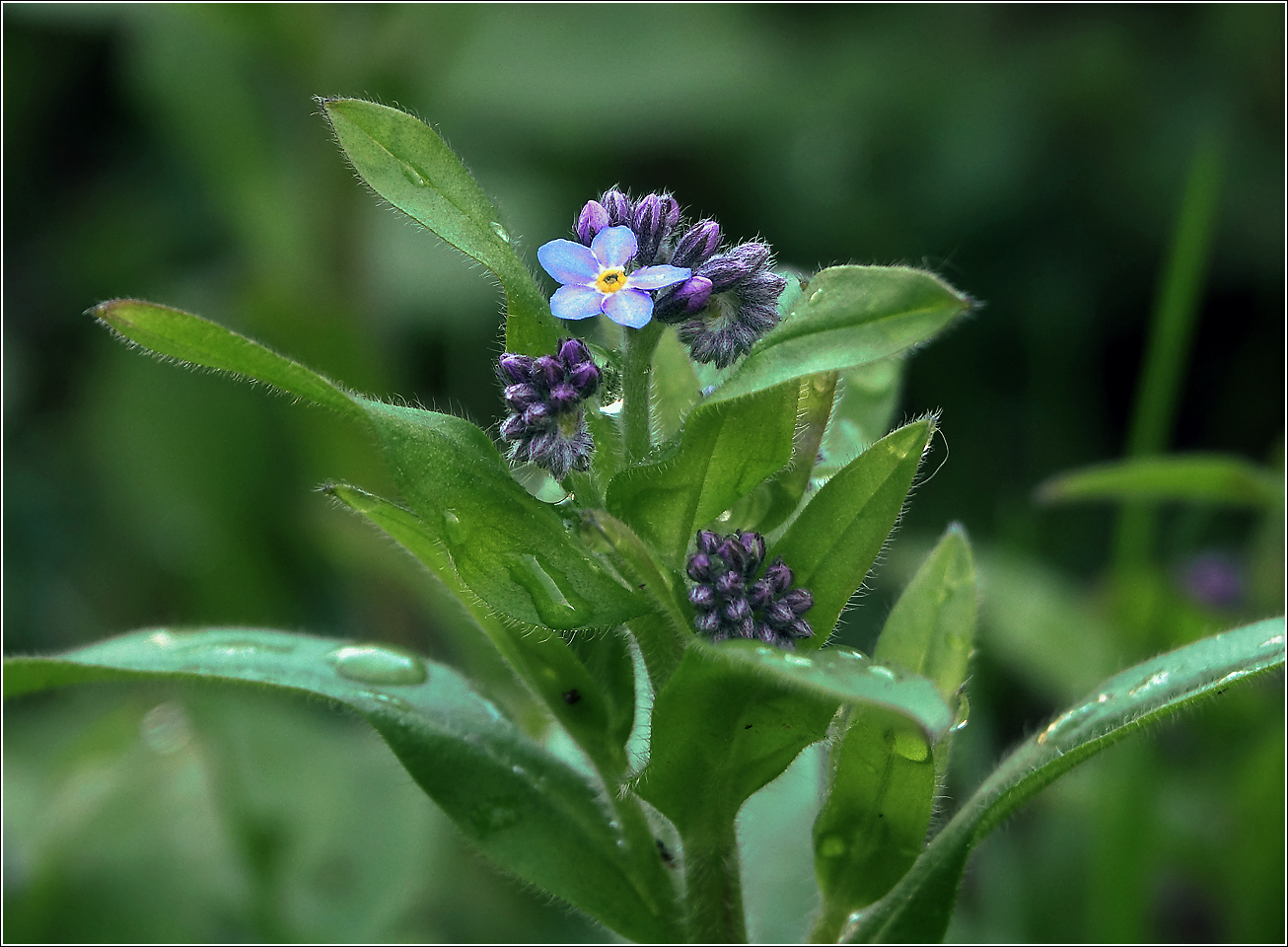 Изображение особи Myosotis sylvatica.