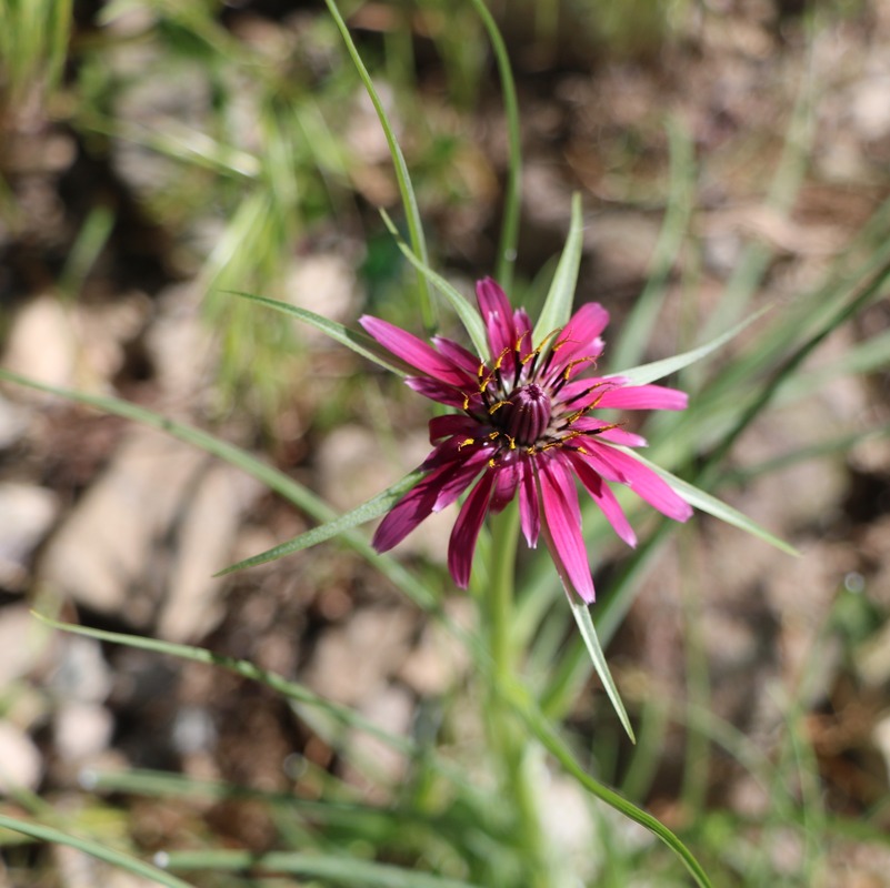 Изображение особи Tragopogon pterocarpus.