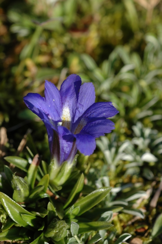 Изображение особи Gentiana grandiflora.