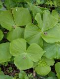 Trillium smallii