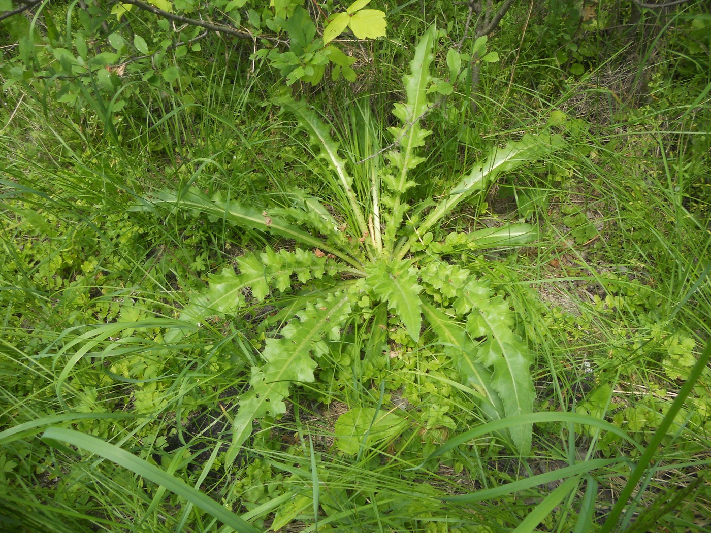 Изображение особи Cirsium roseolum.