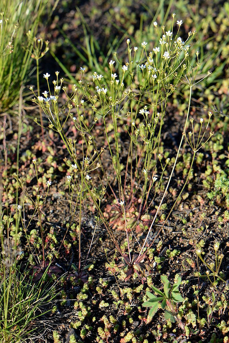 Image of Androsace septentrionalis specimen.