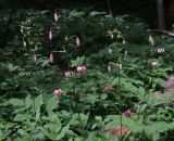 Lilium pilosiusculum