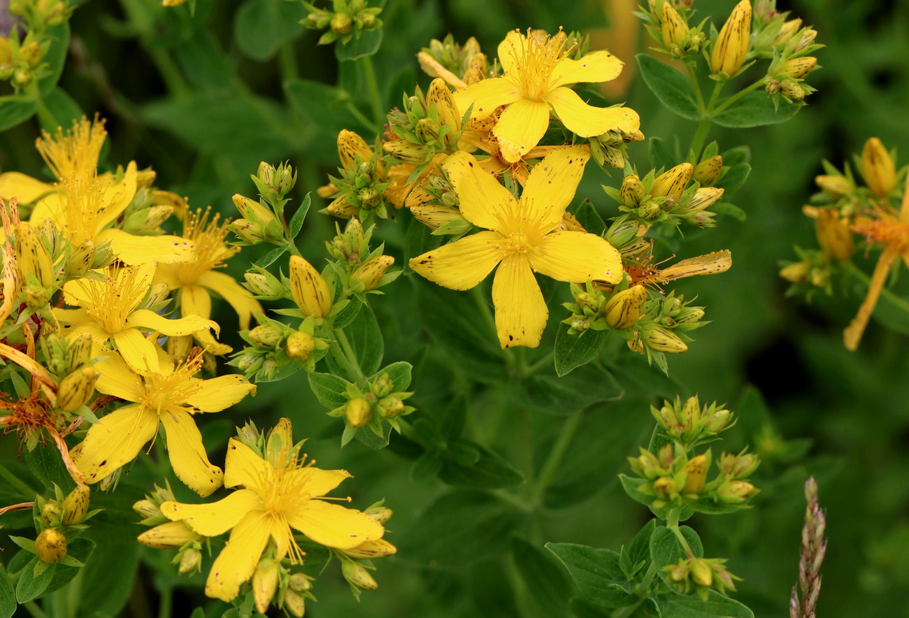 Изображение особи Hypericum perforatum.