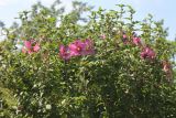 Hibiscus syriacus. Верхушка цветущего растения. Казахстан, г. Актау, в городском озеленении. 22 июня 2021 г.