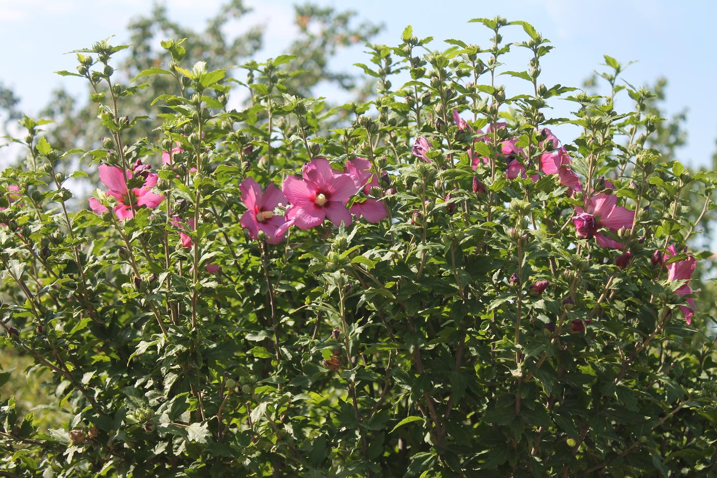 Image of Hibiscus syriacus specimen.