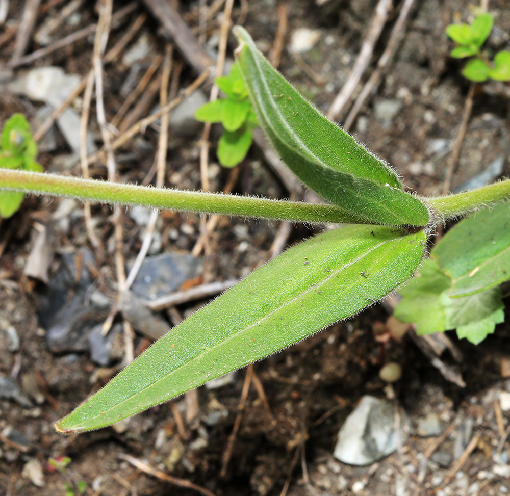 Image of Silene obscura specimen.