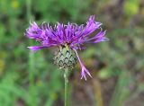 Centaurea scabiosa. Соцветие. Кировская обл., Советский р-н, Береснятский БГК, у подножия лесного склона. 24.07.2021.