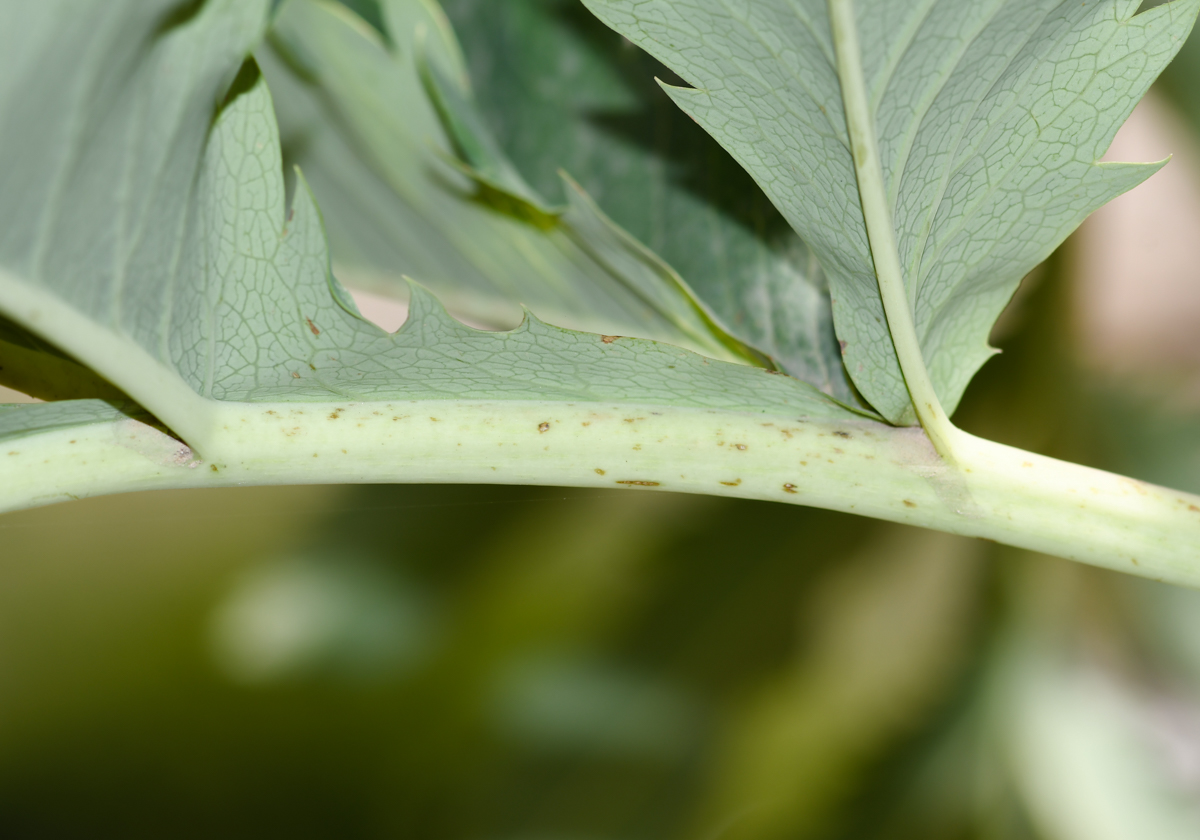 Image of Melianthus major specimen.