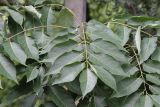 Ailanthus altissima