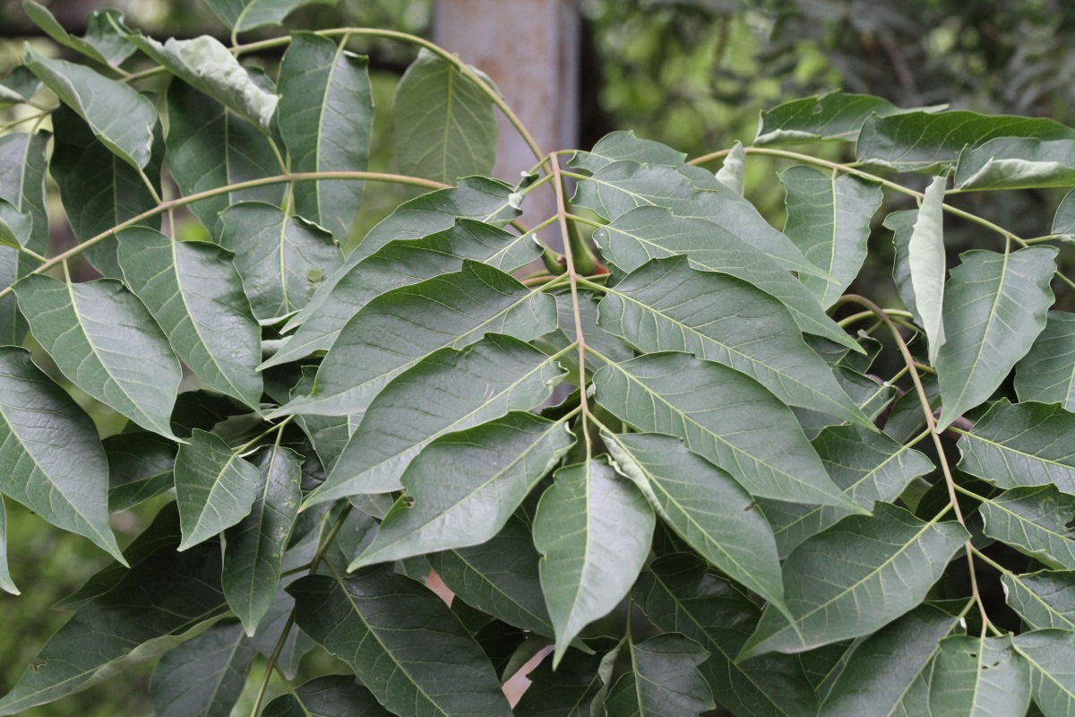 Изображение особи Ailanthus altissima.