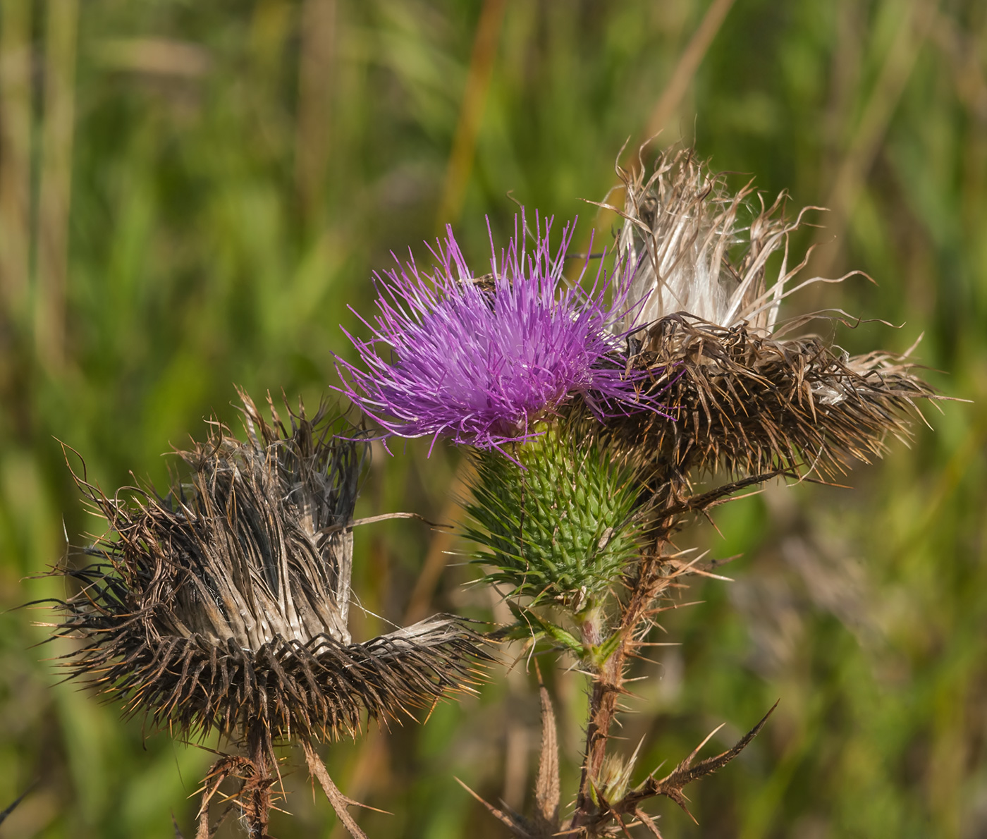 Image of Cirsium vulgare specimen.