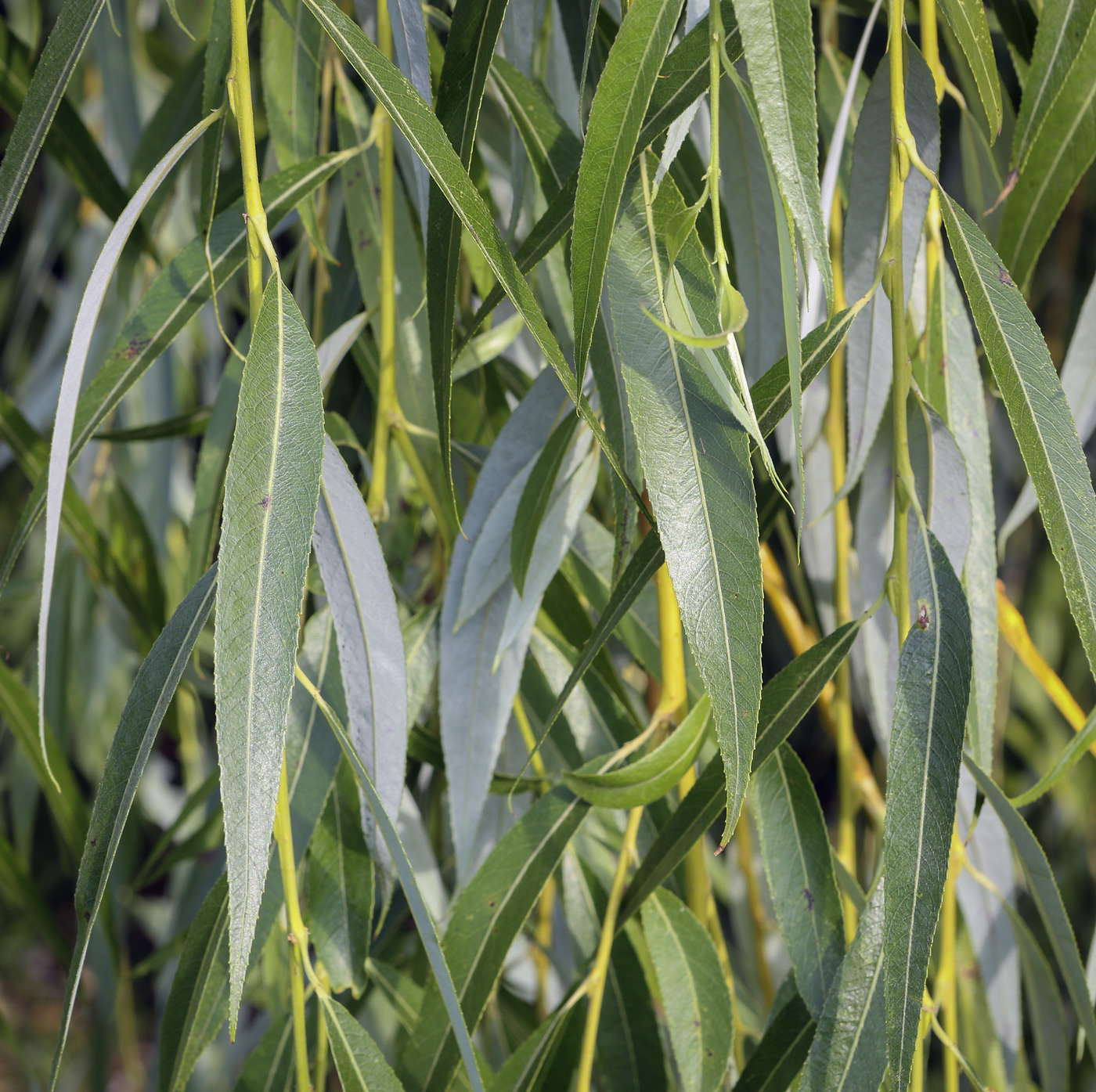 Image of Salix babylonica specimen.