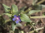 Anagallis foemina