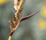 Elegia equisetacea