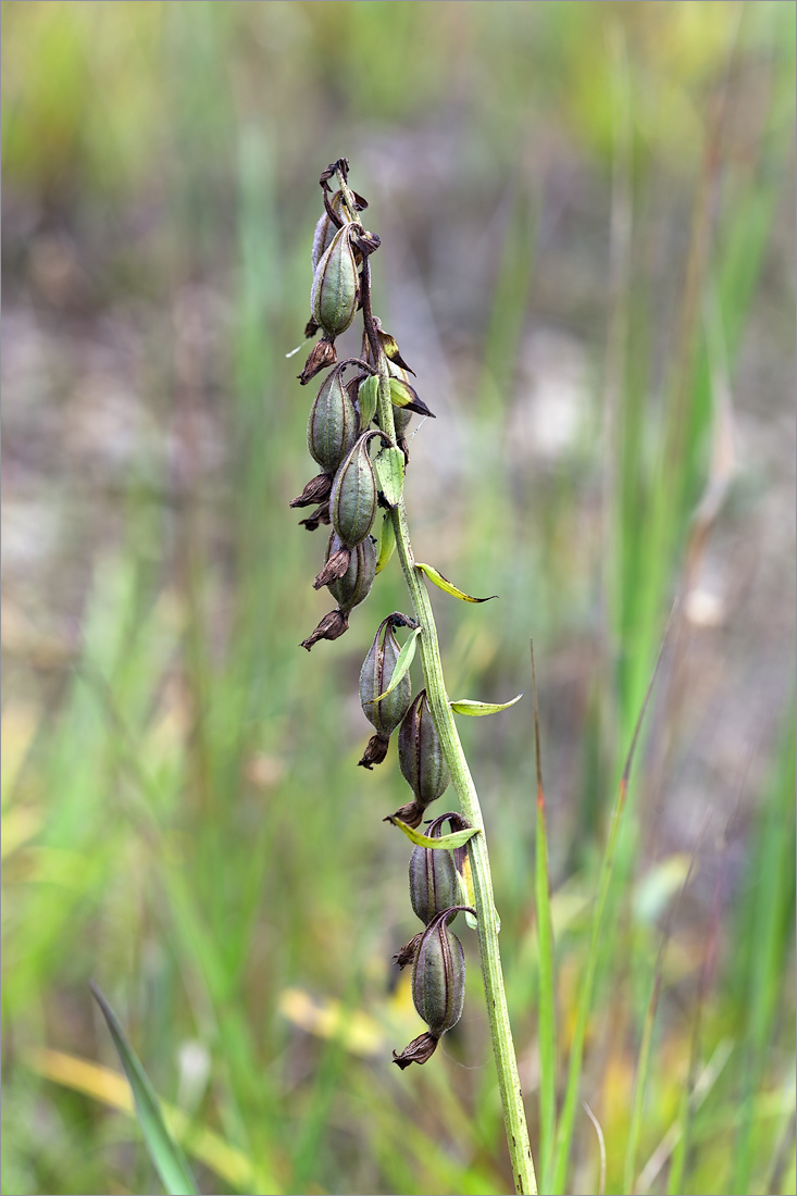 Изображение особи Epipactis palustris.