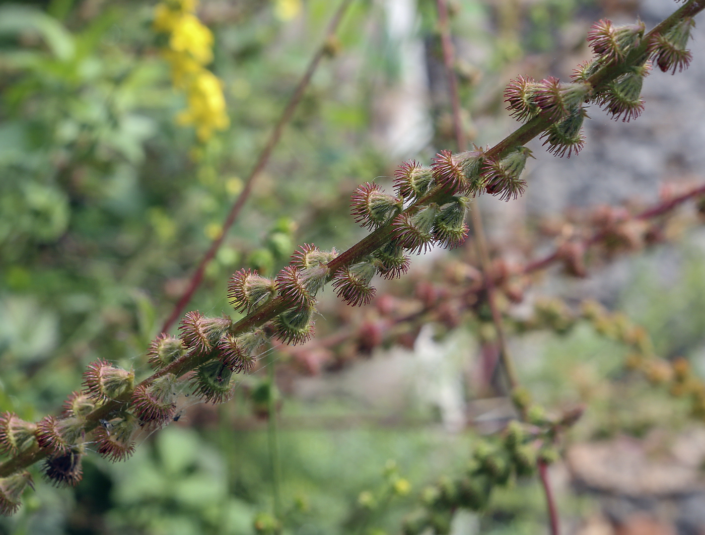 Изображение особи Agrimonia eupatoria.