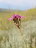 Dianthus borbasii