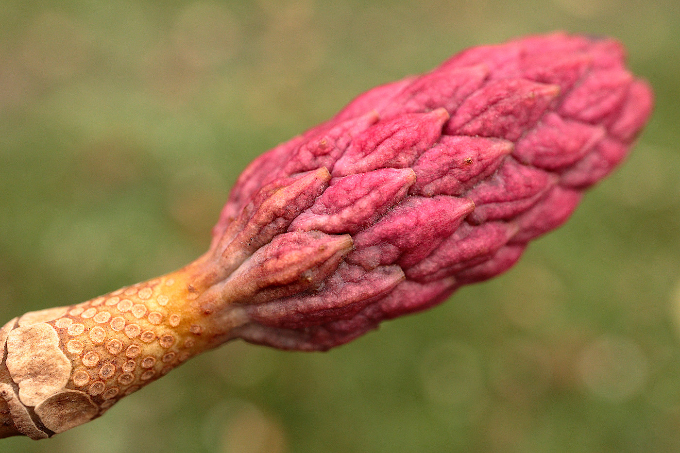 Изображение особи Magnolia acuminata.