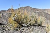 Ephedra intermedia