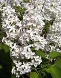 Syringa vulgaris