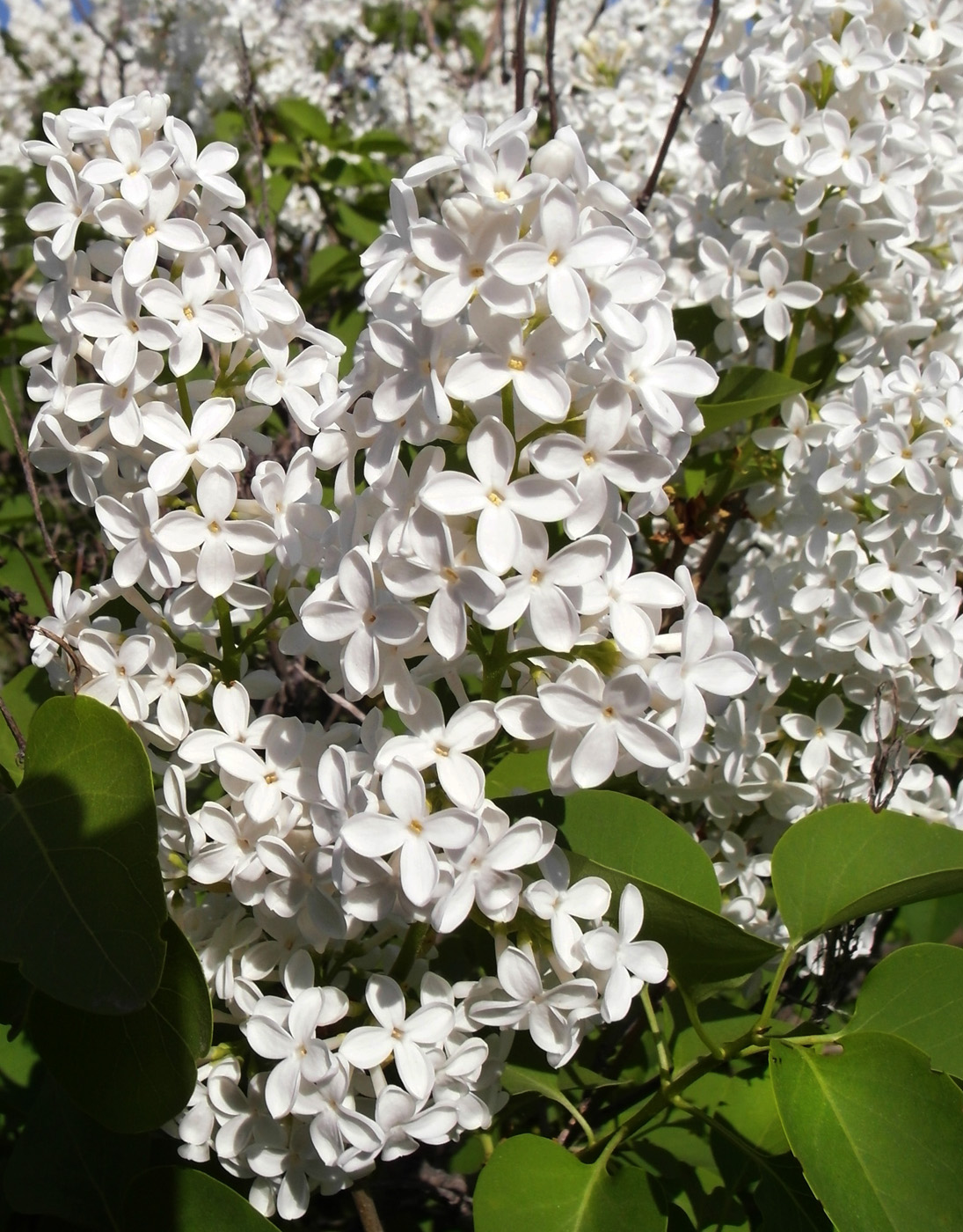 Image of Syringa vulgaris specimen.